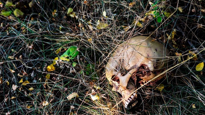 Desivý objav pri ihrisku: Deti sa hrali a našli ľudskú lebku. Polícia odhalila ďalšie kosti