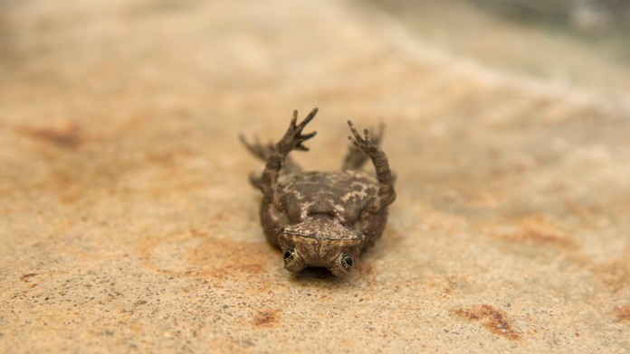 Samičky žiab pri obkľúčení samcami predstierajú smrť, aby sa vyhli páreniu