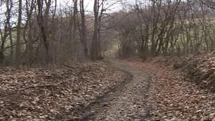 Streľba v lese