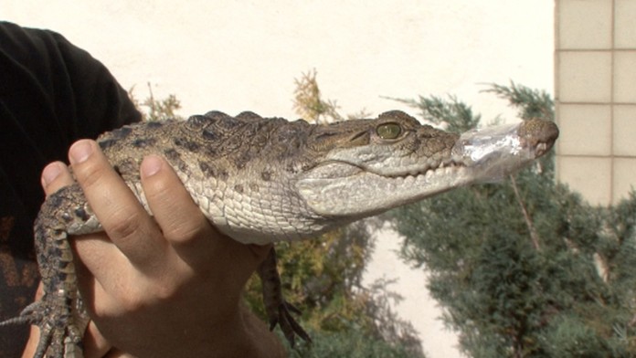 Vzácny krokodíl.