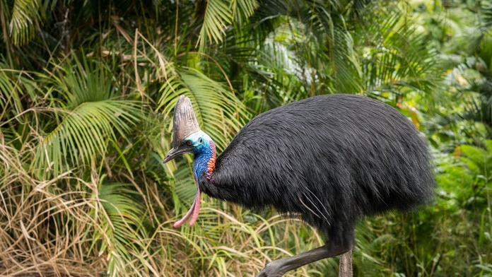 pedofil 1_tvnoviny.mp4