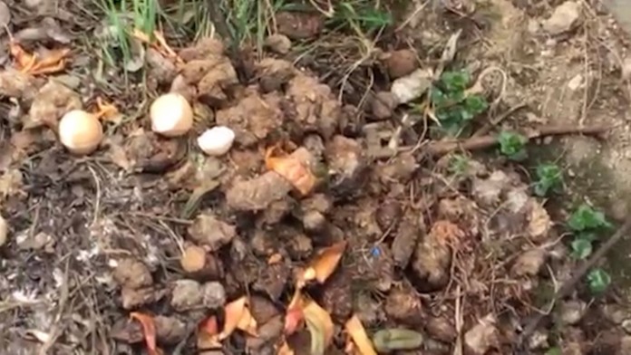 "Prírodné hnojivo" pod oknami reštaurčnej kuchyne.