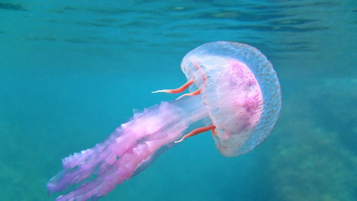 V obľúbených španielskych letoviskách zápasia s inváziou medúz. Situácia je kritická