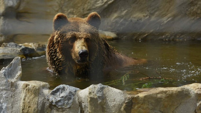 Medveď hnedý (ilustračná snímka)