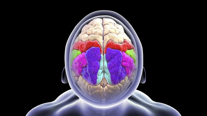 Ľudský mozog (ilustračná snímka)