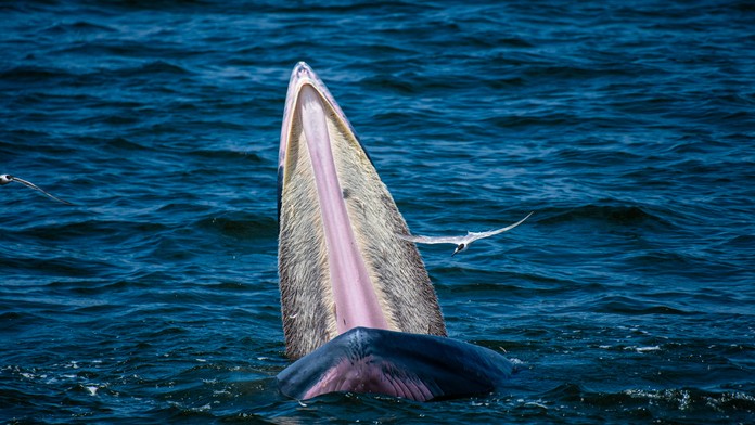 VIDEO: Vedci rozlúštili stredovekú záhadu. Už poznáme pravú identitu bájnej morskej príšery