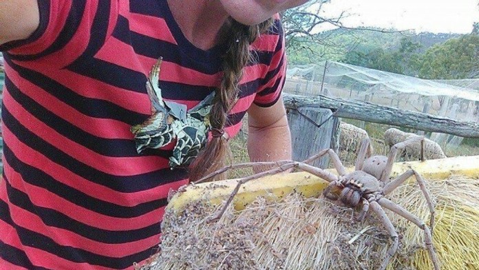 Najväčší pavúk na svete.