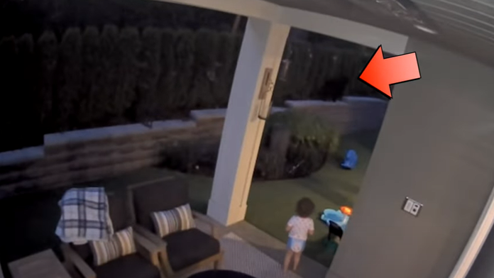 Rodinu na dvore prekvapil medveď, dieťa sa za ním nadšene rozbehlo