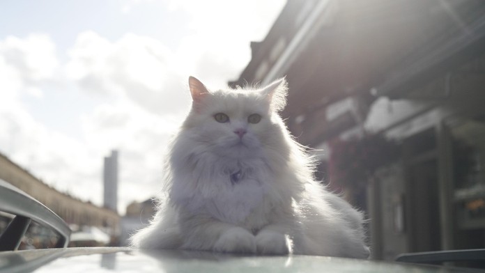 Mačka, ktorú v Poľsku prehlásili za nezvestnú, sa o pár hodín neskôr objavila v Chorvátsku