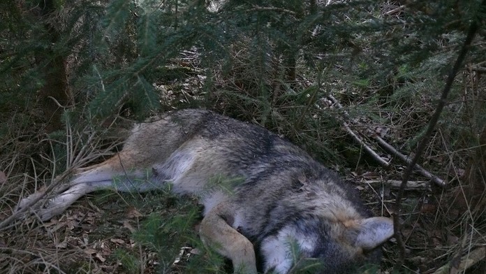 Zastrelený vlk dravý v Tatrách.