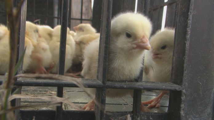 Davové šialenstvo pre kuriatka. 