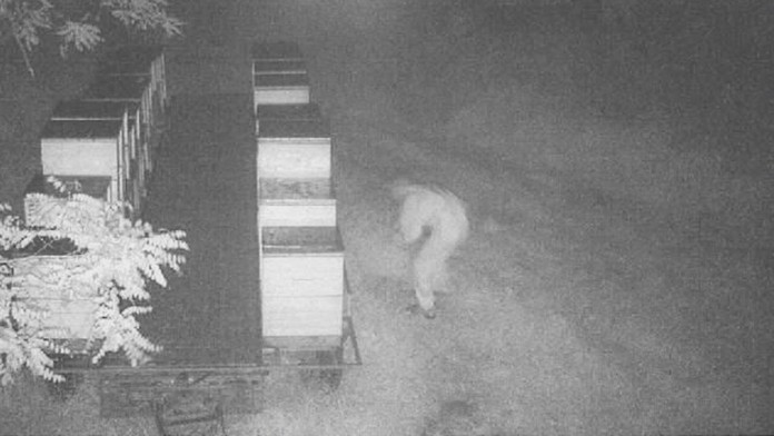 Zlodej sa snaží ukradnúť včely 