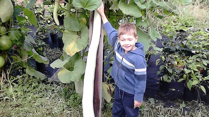 Uhorka gigantických rozmerov