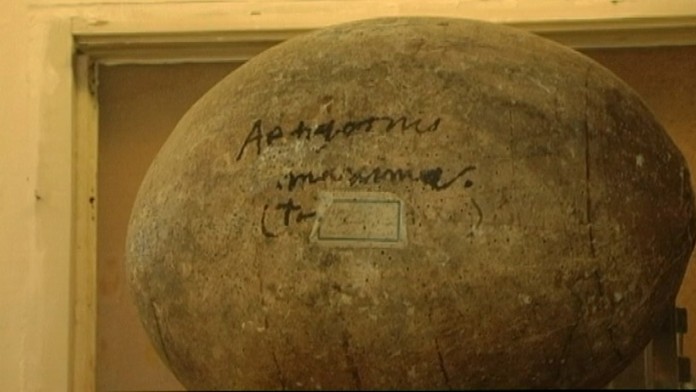 Záhadné vajce v Rimavskej Sobote