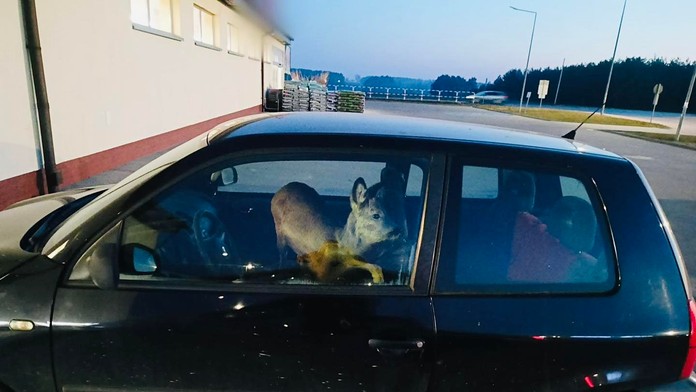 Zrazila srnca a vzala ho so sebou do práce. Policajti neverili vlastným očiam