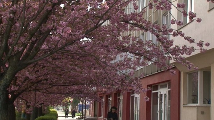 17 KE Zranena ceresna zakvitla IKONA.transferFOTOweb_jpg_bez_watermarku_1.jpg