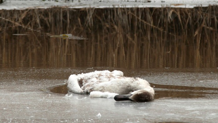 Erik Žibek a Ráchel Šoltésová