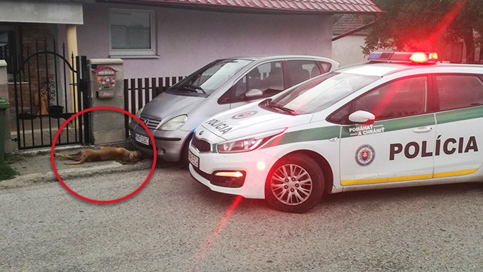 Policajti museli zastreliť psa