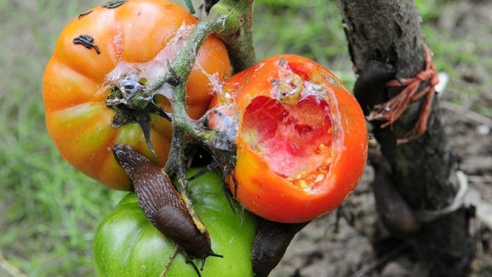 Na snímke invázia slimákov bez ulity nazývaných slizniaky na paradajkách.