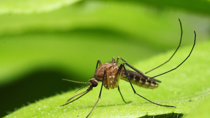 Vedci odhalili, prečo je niekto magnetom na komáre. Môžu za to viaceré faktory vrátane alkonápoja