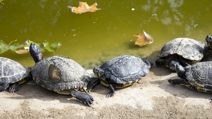 podzamska telerano_markiza_sk_bez_loga.mp4