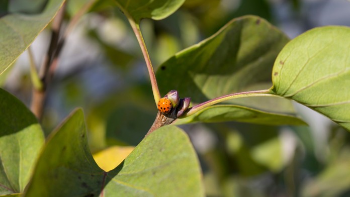 Adele na 54. ročníku udeľovania cien Grammy (12. február 2012)