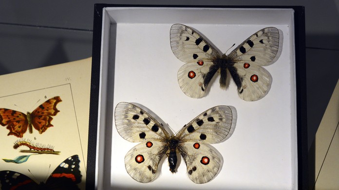 Jasoň červenooký.