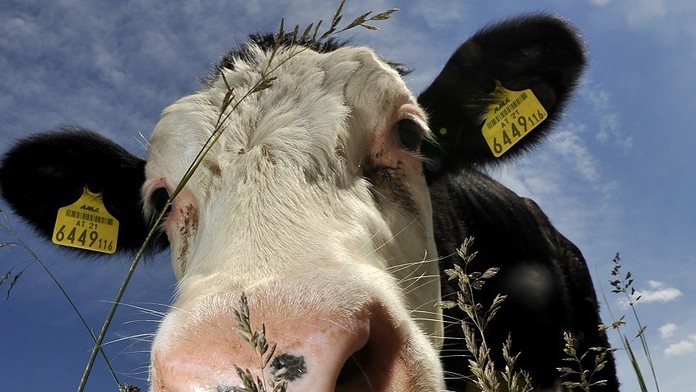 Krava sa pasie na horskej pastvine.