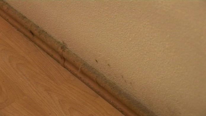 19 NZ Plesnive nove byty.transferweb_jpg_bez_watermarku_1.jpg