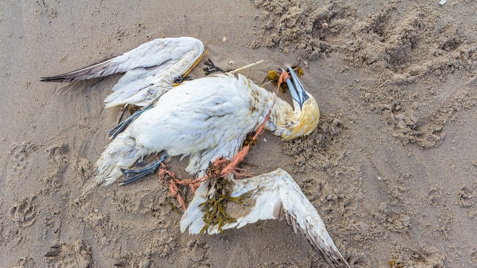 Zhora Brayden Schenn a Vladimir Tarasenko zo St. Louis oslavujú gól proti Bostonu vo finále Stanleyho pohára.