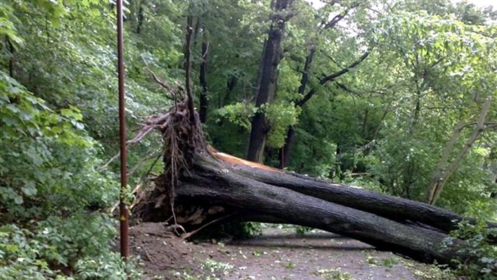 Popadané stromy - ilustračná snímka.