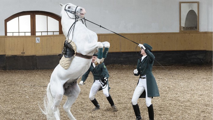 Ukážka drezúry lipicanských koní v Národnom žrebčíne v Topoľčiankach. 