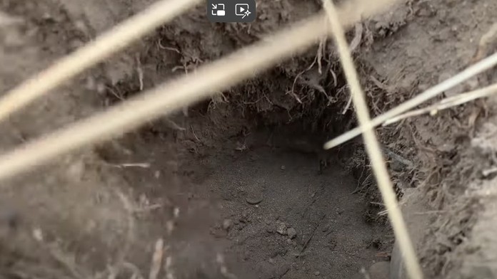 VIDEO: Nadšenci prírody z Kalifornie chytili posledného cicavca, ktorý doteraz unikal objektívom