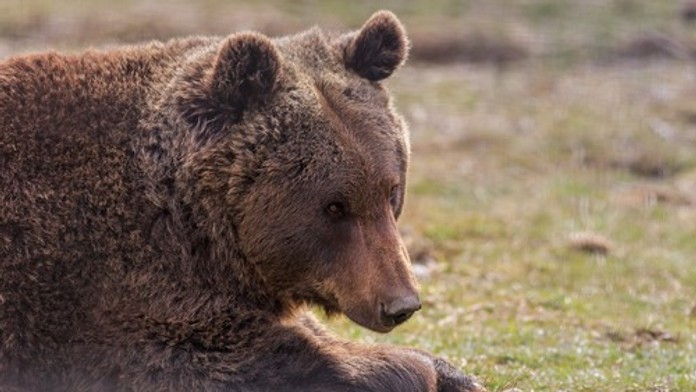 Nová mapa ukáže, kde sa pohybujú medvede. Má pomôcť predísť nebezpečným stretom