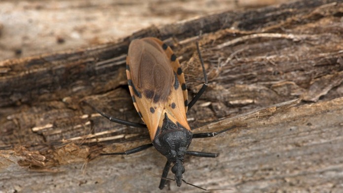 Novodobé AIDS? Ameriku ohrozuje Chagas