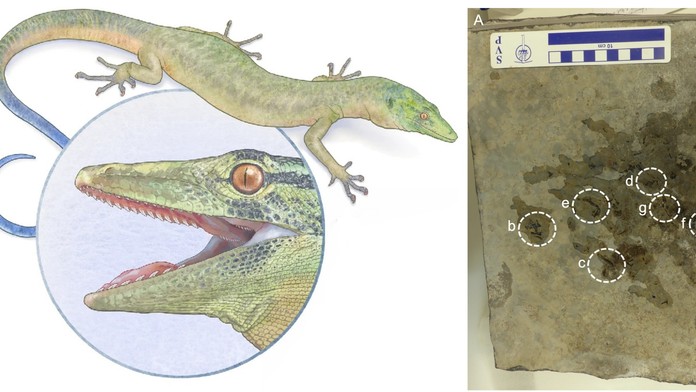 Vedci odhalili záhadného tvora, ktorý rúca predstavy o evolúcii. Môže pomôcť vyriešiť dávnu záhadu