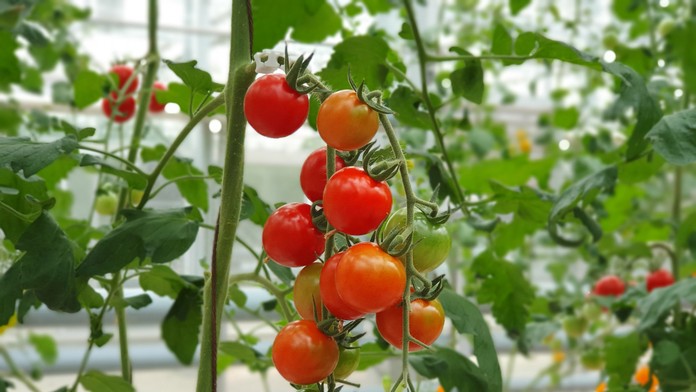 Paradajky už nechutia ako kedysi. Vedci vysvetľujú, čo sa s nimi stalo