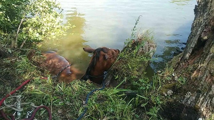Hasiči z Galanty zachraňovali z rieky Čierna Voda koňa..jpg