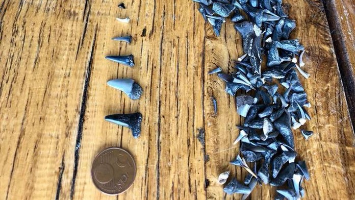 Žraločie zuby z Príbeliec.