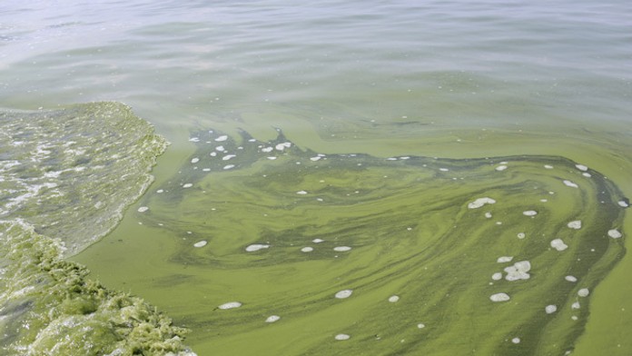 Jazero Erie kontaminovanej jedovatou riasou.