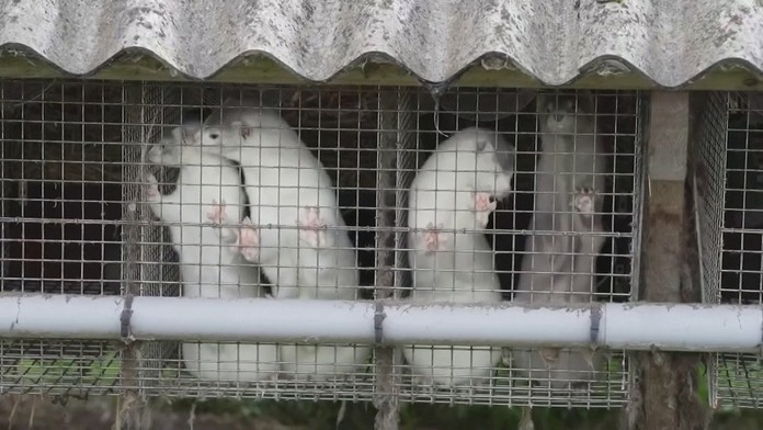 Kráľovná Alžbeta II. v rúšku na verejnosti