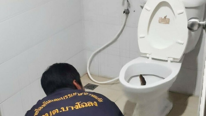 Odchyt pytóna z toalety