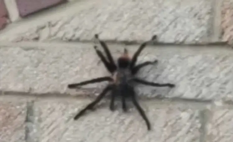 Tarantula.