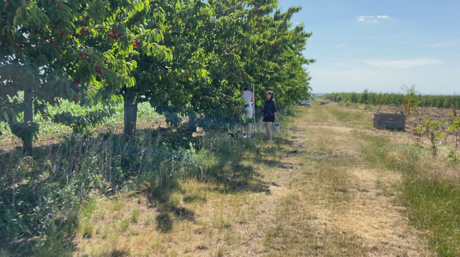 Za tými najčervenšími si musíte vyjsť po rebríku. Jahody striedajú čerešne, samozber je v plnom prúde