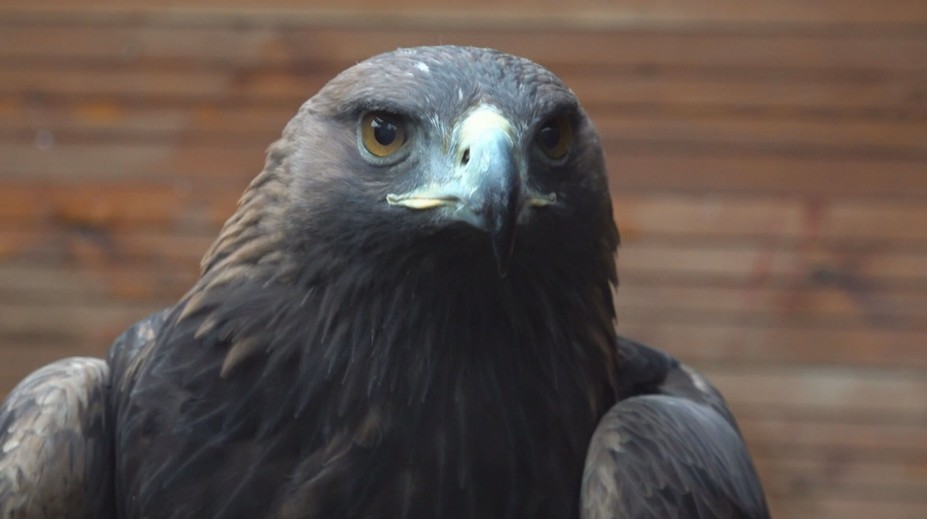 Váži pár kilogramov, no má silu dospelého muža. Orol v Nórsku zaútočil na ľudí, bránili pred ním batoľa