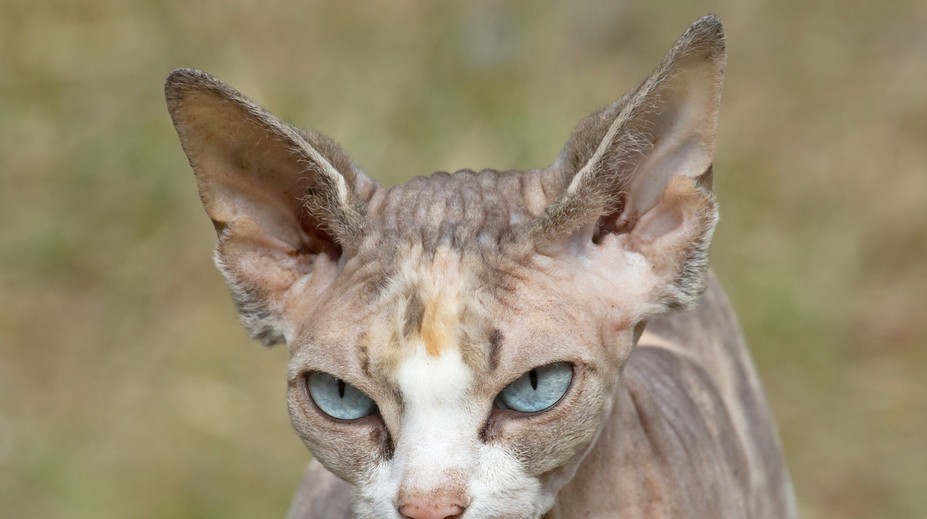 Kúpila si bezsrstú mačku za stovky eur, tej však začala rásť srsť. Vysvetlenie šokuje