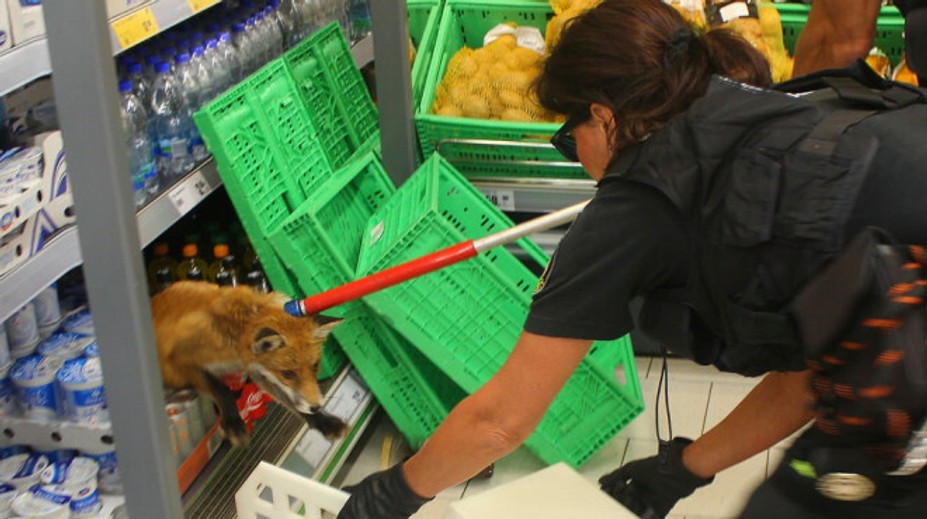 Panika v Plzni. Líška sa vybrala na nákup a schovala sa v regáli