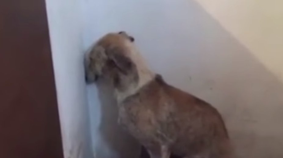 Psa zrejme roky týrali. Z jeho správania puká srdce