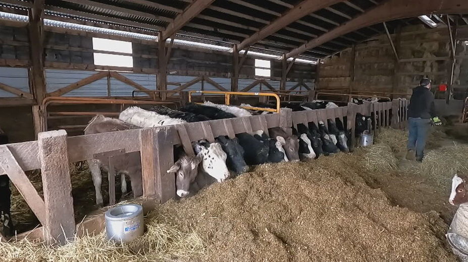 Slintačka a krívačka sa môže ukrývať na nezvyčajnom mieste. Chovatelia nemajú vyhraté