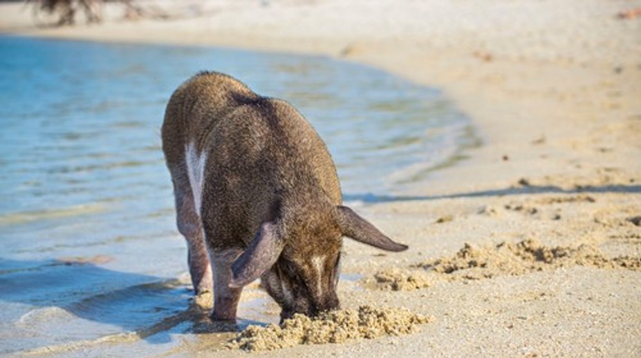 Letná idylka sa zmenila na stres. Diviaky v Chorvátsku ohrozujú turistov aj domácich